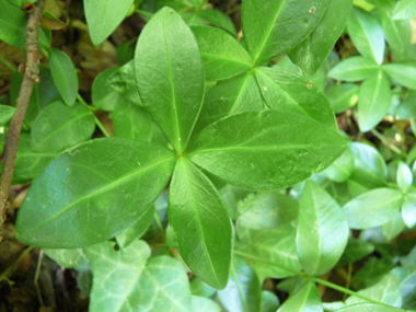 Feuilles opposées coriaces de couleur vert foncé. Ovales-elliptiques, elles sont rétrécies aux 2 bouts. Agrandir dans une nouvelle fenêtre (ou onglet)